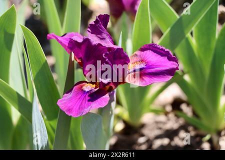 Willott Iris Garden à Cleveland, Ohio Banque D'Images