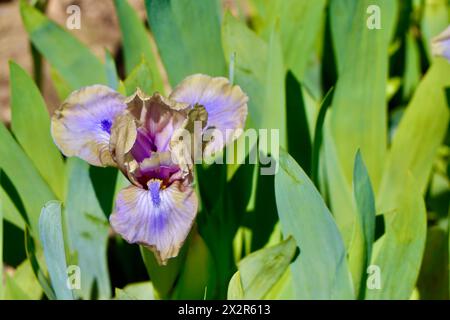 Willott Iris Garden à Cleveland, Ohio Banque D'Images