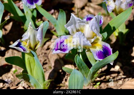 Willott Iris Garden à Cleveland, Ohio Banque D'Images