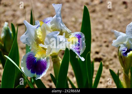 Willott Iris Garden à Cleveland, Ohio Banque D'Images