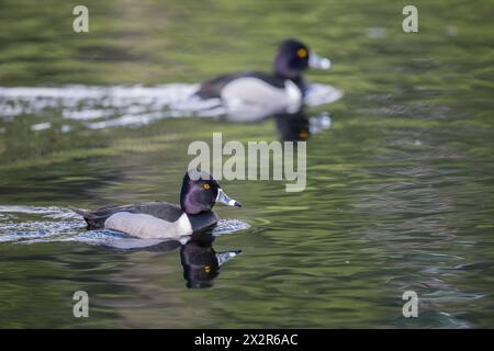 Canards mâles à col annulaire (Aythya collaris) nageant sur le lac jaune, Sammamish, comté de King, État de Washington, États-Unis. Banque D'Images