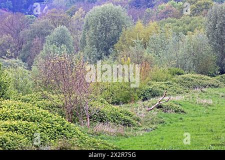 Laubmisch- und Auenwald Großflächiger Laubmischwald und Auenwald an der Ruhr BEI Essen im Frühling *** forêts mixtes de feuillus et de plaine inondable forêts mixtes de feuillus et de plaine inondable sur la Ruhr près d'Essen au printemps Banque D'Images