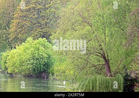 Laubmisch- und Auenwald Großflächiger Laubmischwald und Auenwald an der Ruhr BEI Essen im Frühling *** forêts mixtes de feuillus et de plaine inondable forêts mixtes de feuillus et de plaine inondable sur la Ruhr près d'Essen au printemps Banque D'Images