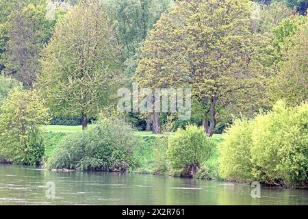 Laubmisch- und Auenwald Großflächiger Laubmischwald und Auenwald an der Ruhr BEI Essen im Frühling *** forêts mixtes de feuillus et de plaine inondable forêts mixtes de feuillus et de plaine inondable sur la Ruhr près d'Essen au printemps Banque D'Images