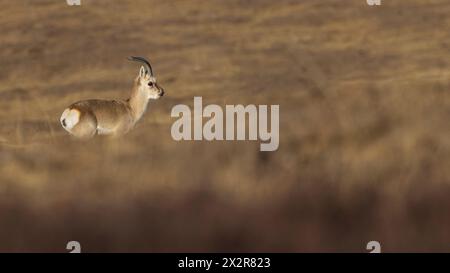 Gazelle tibétaine chinoise sauvage (Procapra picticaudata) sur le plateau tibétain dans le Sichuan, Chine montrant ses cornes Banque D'Images