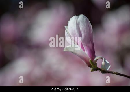 Gros plan d'une fleur de magnolia rose au printemps à Kirkland, État de Washington, États-Unis. Banque D'Images