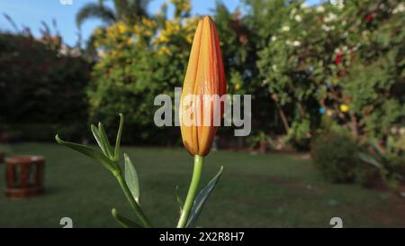 Beau lys orange également connu sous le nom de lys Tiger ou lys commun cultivé dans le jardin de la maison à partir de bulbe. Banque D'Images