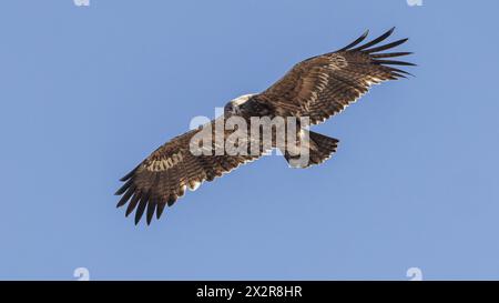 Adulte steppe chinoise sauvage Eagle ssp nipalensis (Aquila nipalensis nipalensis) regardant le spectateur sur le plateau tibétain dans le Sichuan, Chine Banque D'Images