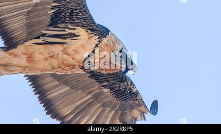 Portrait d'un Vulture barbu adulte volant ou Lammergeier (Gypaetus barbatus) survolant le plateau tibétain dans le Sichuan Banque D'Images