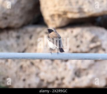 Wheatar oriental mâle à oreilles noires, (Oenanthe melanoleuca). Paphos, Chypre Banque D'Images