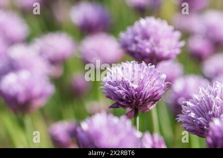 Gros plan de la ciboulette en fleurs, en latin Allium schoenoprasum Banque D'Images