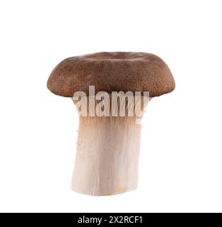 Champignon huître roi isolé sur fond blanc. Pleurotus eryngii champignon. Banque D'Images