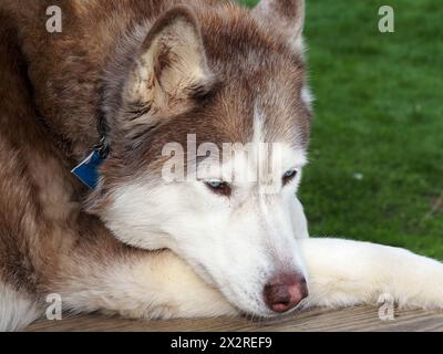 Chien Husky Sibérien rouge - reposant dans l'herbe Banque D'Images