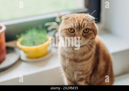 Chat gingembre plié écossais assis près de la fenêtre à la maison Banque D'Images