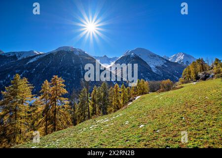 Mélèzes verts près des Alpes de Sesvenna par jour ensoleillé, basse Engadine, Engadine, Grisons, Suisse Banque D'Images