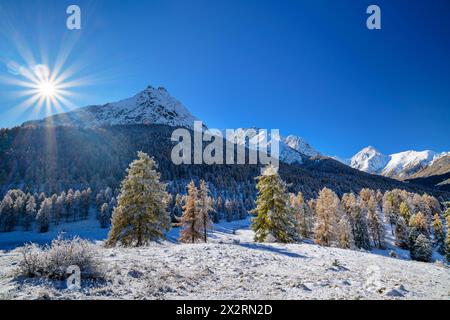 Mélèzes près des Alpes Sesvenna enneigées par jour ensoleillé, Tarasp, basse Engadine, Engadine, Grisons, Suisse Banque D'Images