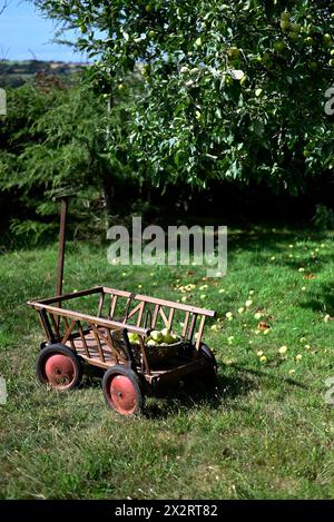 Panier de pommes fraîches sur chariot en bois Banque D'Images