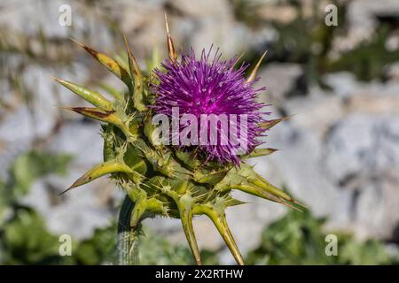 Un chardon Marie fleurit au San Luis National Wildlife refuge dans le comté de Merced en Californie Banque D'Images