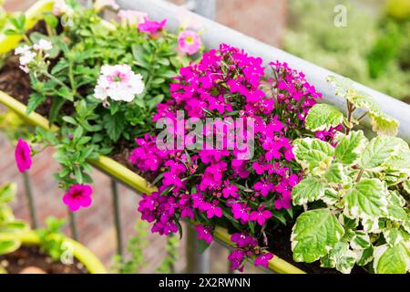Lobelia rose éclatant dans le jardin du balcon Banque D'Images