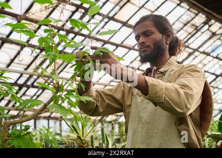 Agriculteur examinant les feuilles de la plante en serre Banque D'Images