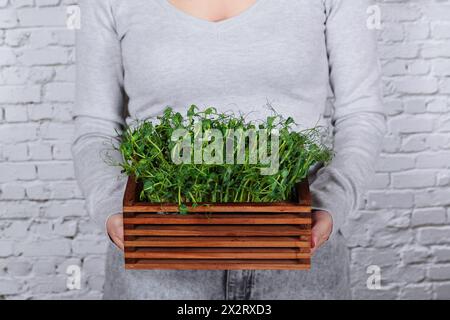 Hobby et santé : femme avec Microgreen Mini-jardin Banque D'Images