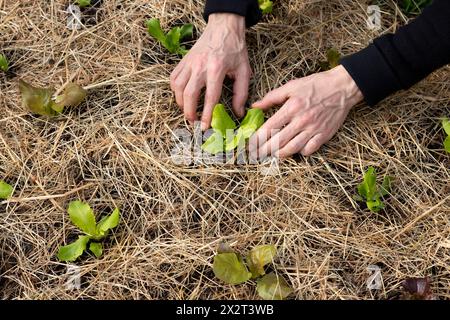 Mains de l'homme plantant la plante de fraise dans le jardin Banque D'Images