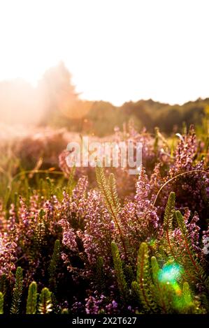 Allemagne, Schleswig-Holstein, Amrum, Heather floraison dans la prairie d'été au coucher du soleil Banque D'Images