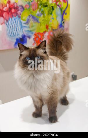 Pedigree Ragdoll chat, mâle adulte Banque D'Images