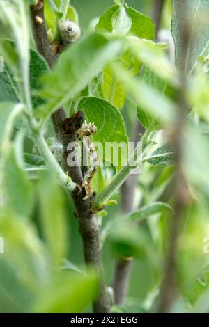 Ombre tacheté (Erannis defoliaria), chenille, printemps, Allemagne Banque D'Images