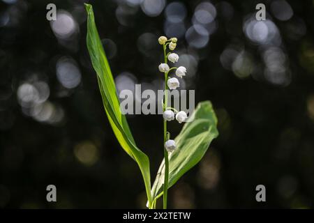 Lily de la vallée (Convallaria majalis), Emsland, Basse-Saxe, Allemagne Banque D'Images