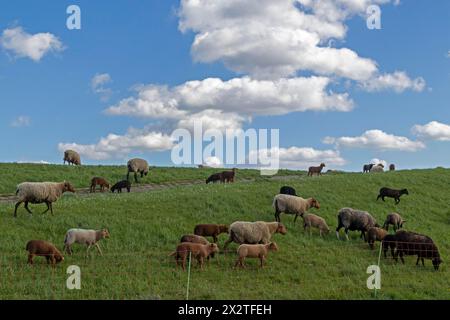 Troupeau de moutons, moutons, agneaux, blanc, noir, Brown, digue de l'Elbe près de Bleckede, basse-Saxe, Allemagne Banque D'Images