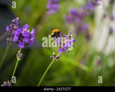 Bourdon assis sur une fleur colorée, à la recherche de nectar. Banque D'Images