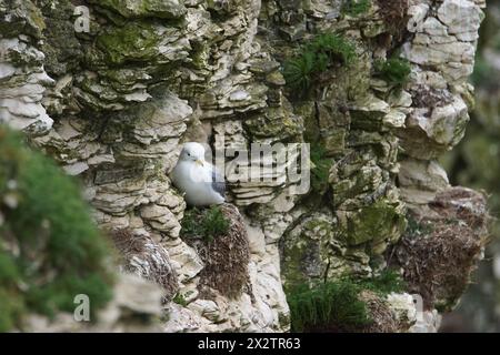 Kittiwake (Rissa tridactyla) sur Bempton Cliffs, East Riding of Yorkshire, UK Banque D'Images