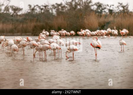 Flamants roses sauvages (Phoenicopteridae) en Camargue, france, europe au début du printemps en plein air. Observation des oiseaux de la faune Banque D'Images