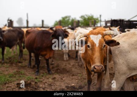 Vaches, bétail dans un ranch en Argentine. Banque D'Images