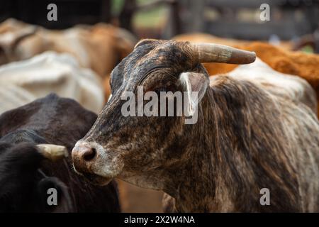 Vaches, bétail dans un ranch en Argentine. Banque D'Images