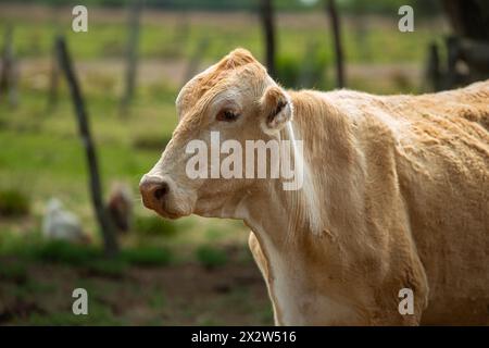 Vaches, bétail dans un ranch en Argentine. Banque D'Images