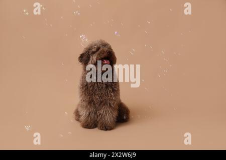 Chien caniche mignon et bulles de savon sur fond brun Banque D'Images