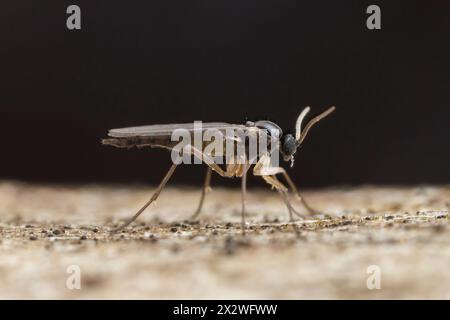 Gnat champignon à ailes foncées (Sciaridae) - femelle Banque D'Images