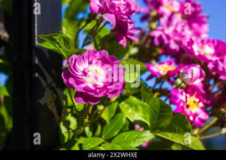 Veilchenblau fleurs roses violettes sur les arbustes fleurissent au printemps jardin d'été bourgeons de fleurs violettes avec des pétales délicatement parfumés. Jardinage et horticulture Banque D'Images