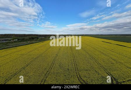 Champ de colza jaune dans le West Yorkshire, capturé par drone aérien. Banque D'Images