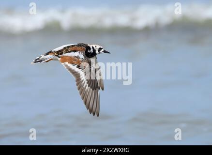 Turning Stone (Arenaria interpres) volant au-dessus de l'océan pendant la migration printanière, Galveston, Texas, États-Unis. Banque D'Images