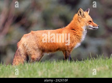 Portrait de profil de renard rouge avec fond vert Banque D'Images