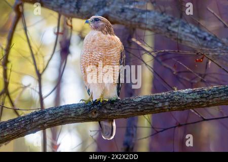 'Red-épauled Hawk : majestueusement perché sur une branche de chêne, ce magnifique oiseau de proie regarde attentivement' Banque D'Images