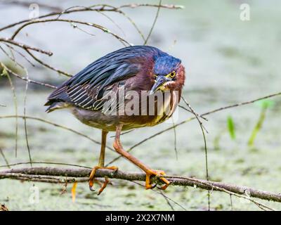 Un héron vert (Butorides virescens) chassant près d'un étang. Texas, États-Unis. Banque D'Images