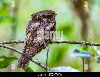 Une veuve de Chuck-Will (Antrostomus carolinensis) perchée sur son toit de jour. Texas, États-Unis. Banque D'Images