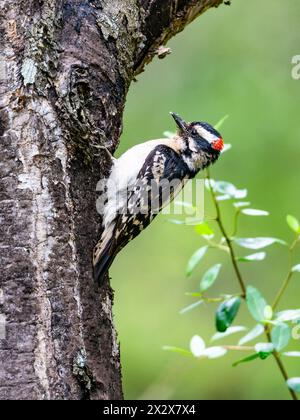 Un mâle Downy Woodpecker (Dryobates pubescens) buvant sur un tronc d'arbre. Texas, États-Unis. Banque D'Images