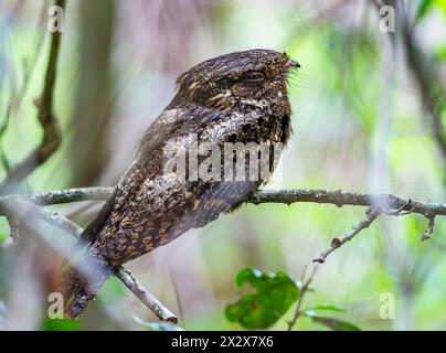 Une veuve de Chuck-Will (Antrostomus carolinensis) perchée sur son toit de jour. Texas, États-Unis. Banque D'Images