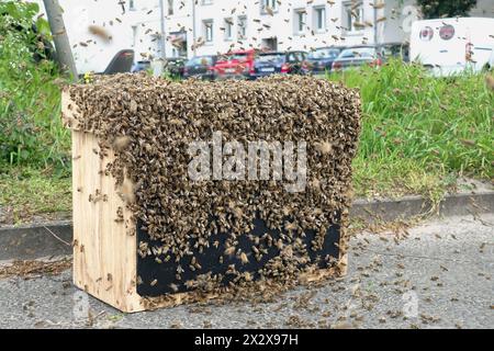 11.05.2023, Berlin, , Allemagne - les abeilles essaimées se sont installées sur une boîte de capture d'essaim. 00S230511D268CAROEX.JPG [AUTORISATION DU MODÈLE : NON APPLICABLE, PROPRIÉTÉ N° Banque D'Images