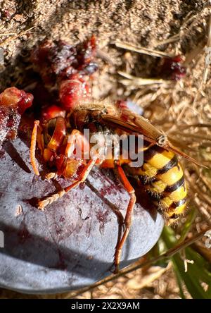 18.07.2023, Berlin, , Allemagne - Hornet rongeant sur une prune. 00S230718D614CAROEX.JPG [AUTORISATION DU MODÈLE : NON applicable, AUTORISATION DU PROPRIÉTAIRE : NON (c) images caro Banque D'Images